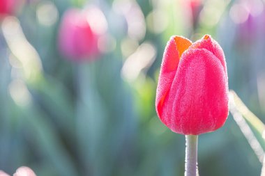 Çiçekli lale ve yağmur damlaları