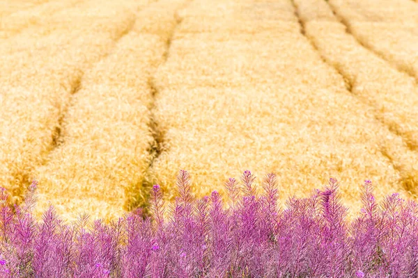 Сельский Пейзаж Пшеничным Полем Закате Ньюфаундленд Канада — стоковое фото