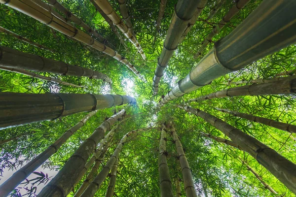 En admirant le couvert d'une forêt de bambous — Photo