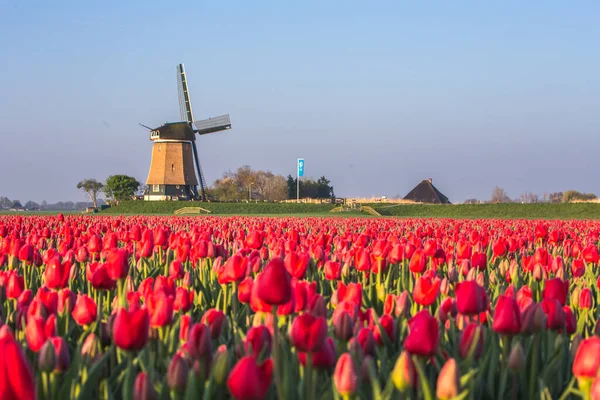 風車とチューリップ畑 アルクマール ポルダー オランダ — ストック写真