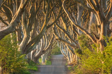 Stanocum yakınlarındaki Dark Hedges, County Antrim, Kuzey İrlanda, İngiltere