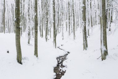 Avrupa, Hollanda, Lisse, Keukenhof Bahçeleri