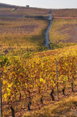 Alba, Langhe, Piedmont, İtalya yakınlarındaki üzüm bağları.