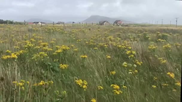 Flores amarelas dança no campo verde ventoso — Vídeo de Stock