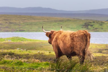 İskoçya inek boğası İskoçya 'da