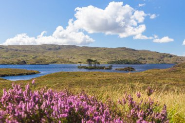 İskoçya, Assynt Gölü 'nde ağaçlar. Yüksek kalite fotoğraf