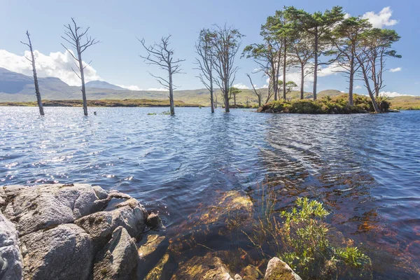 Träd Loch Assynt Skottland Högkvalitativt Foto — Stockfoto