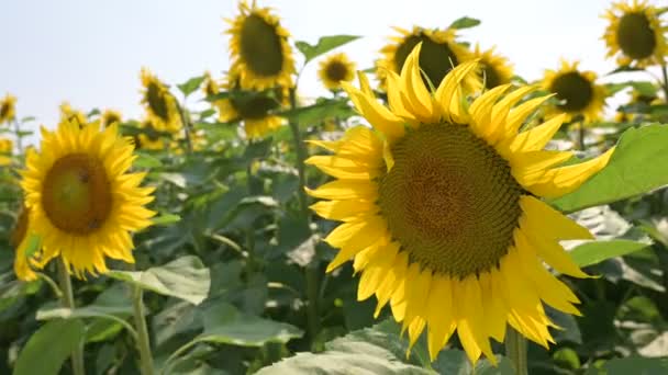 Têtes de tournesol oscillant dans le vent