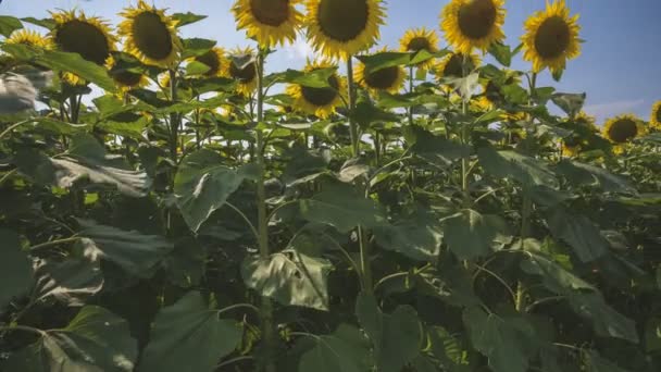Tilt Timelapse ot Sunflower Field, Włochy — Wideo stockowe