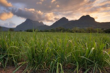 Mauritius, Pamplemousses disctrict, Creve Coeur, şeker kamışı tarlaları, Long Mountain. Yüksek kalite fotoğraf
