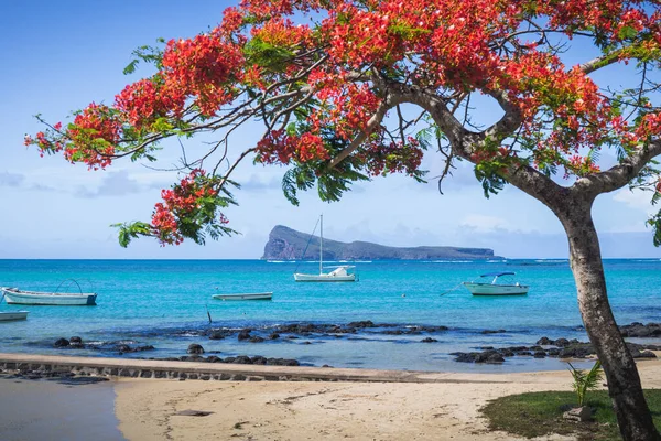 Cap Malheureux Vue Avec Mer Turquoise Arbre Rouge Flamboyant Traditionnel — Photo