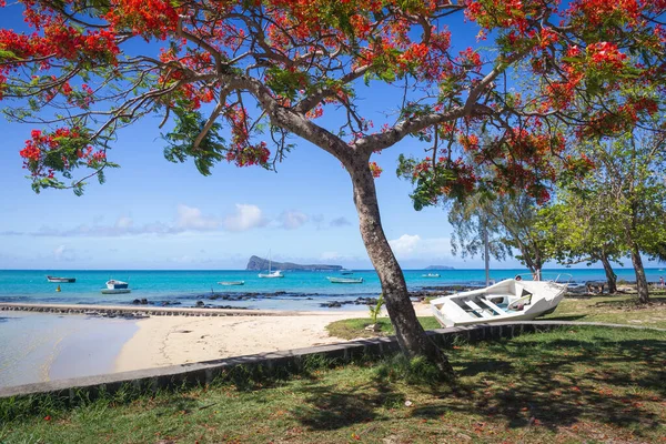 Cap Malheureux Pohled Tyrkysovým Mořem Tradičním Okázalým Červeným Stromem Ostrov — Stock fotografie