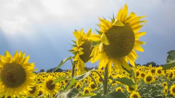 Bewegung Zeitraffer Sonnenblumenfeld vor dem Sturm, Italien — Stockvideo