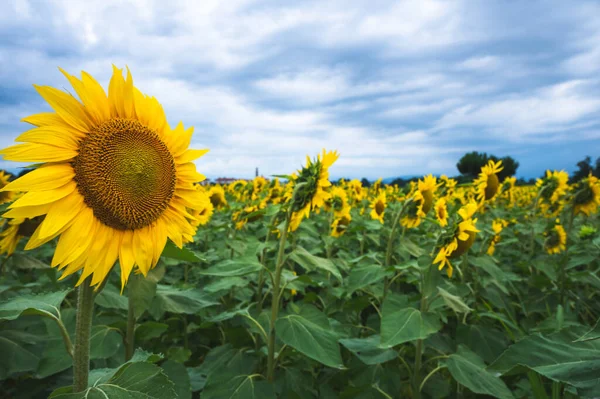 Campo Girasoles Una Hermosa Puesta Sol Bajo Cielo Tormentoso Foto —  Fotos de Stock