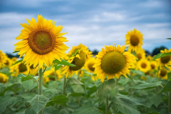 Campo Girasoles Una Hermosa Puesta Sol Bajo Cielo Tormentoso Foto —  Fotos de Stock