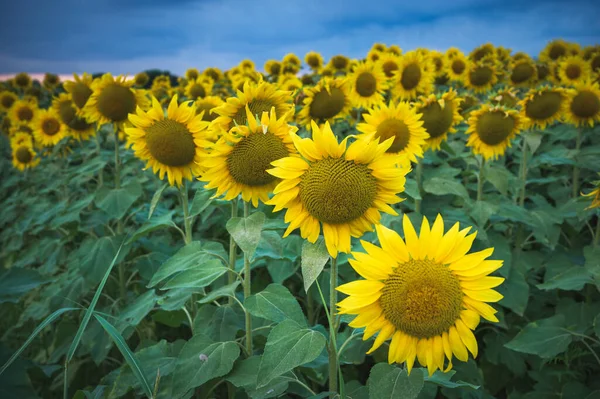 Fırtınalı Bir Gökyüzünün Altında Güzel Bir Günbatımında Ayçiçeği Tarlası Yüksek — Stok fotoğraf