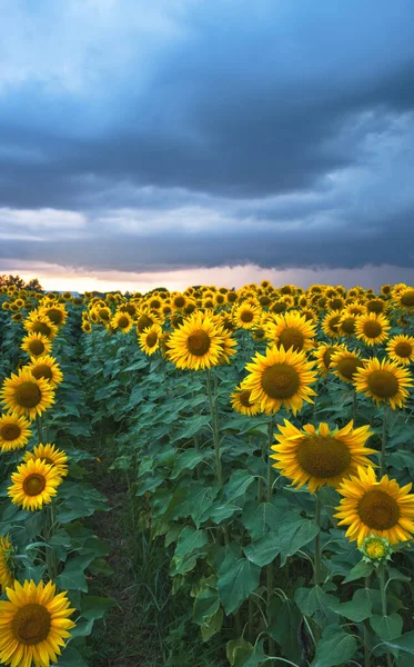 Fırtınalı Bir Gökyüzünün Altında Güzel Bir Günbatımında Ayçiçeği Tarlası Yüksek — Stok fotoğraf