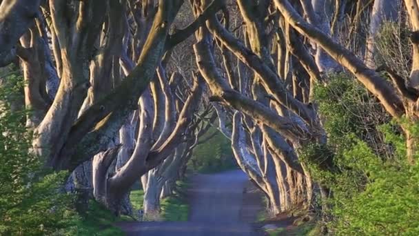 The Dark Hedges, Antrim, Irlande du Nord Séquence Vidéo Libre De Droits