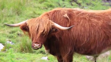 Highland Sığırları, İskoçya Dış Hebridler 'deki İskoçya İnekleri