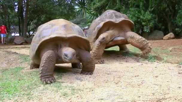 巨大なカメ,島のディプソケリスGiganteaモーリシャス 動画クリップ