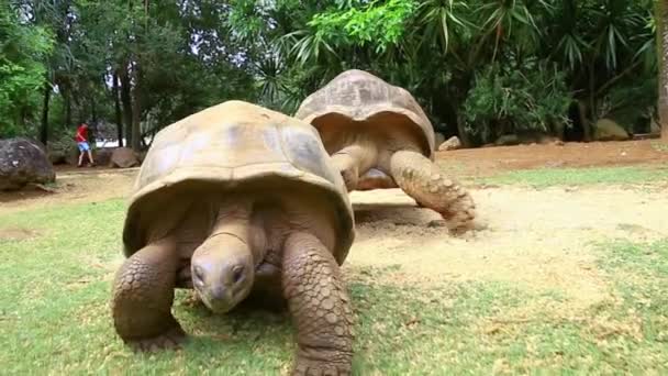 Reuzenschildpadden, Dipsochelys Gigantea In Eiland Mauritius — Stockvideo