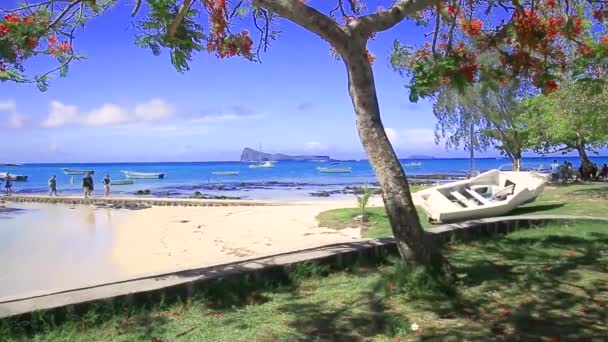 Cap Malheureux met flamboyante bomen, Mauritius — Stockvideo