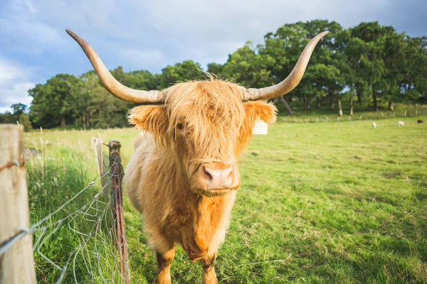 Высокогорная Корова Ландшафте Шотландия — стоковое фото