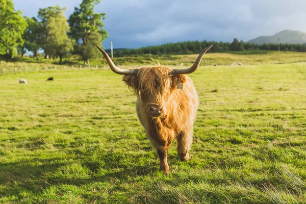 Высокогорная корова в ландшафте, Шотландия — стоковое фото