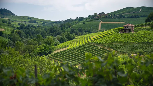 Panorama Das Vinhas Langhe Perto Barolo Unesco Site Piemonte Norte — Fotografia de Stock