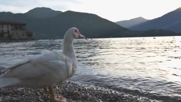 흰 오리가 모습을 드러낸 흰 오리 떼가 호수에서 멀어 지는 모습, 이탈리아 레코 — 비디오