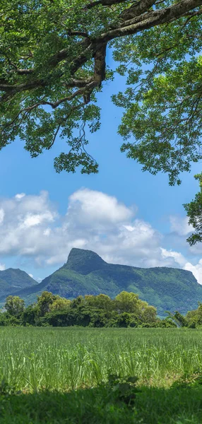 Vertikální Panoramatický Pohled Hory Pole Cukrové Třtiny Mauriciu Africe Kvalitní — Stock fotografie