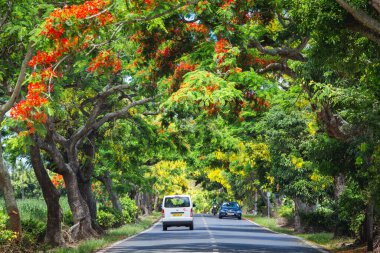 Güzel egzotik ağaçlı, kırmızı çiçekli Mauritius yolu, Afrika. Yüksek kalite fotoğraf