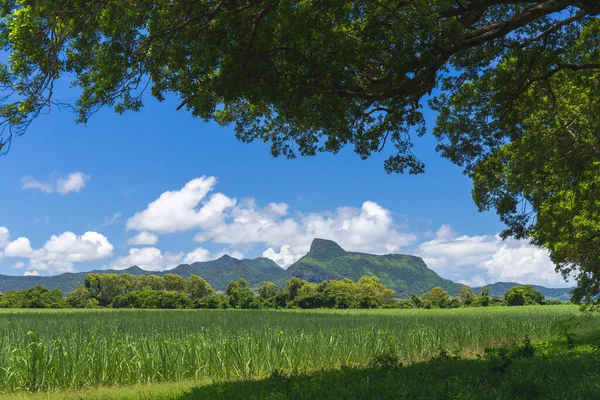 Panoramatický Pohled Hory Pole Cukrové Třtiny Mauriciu Africe Kvalitní Fotografie — Stock fotografie