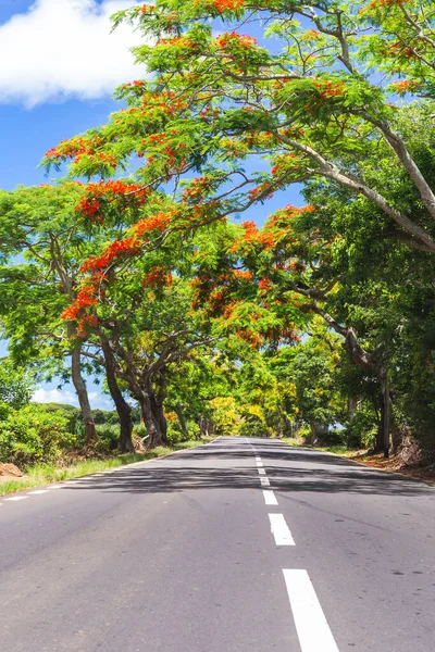 Droga Mauritius Pięknym Egzotycznym Drzewem Czerwonymi Kwiatami Flamboyant Afryka Wysokiej — Zdjęcie stockowe