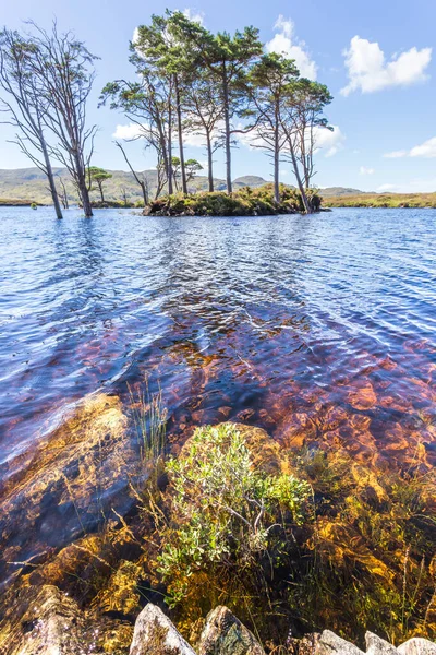 Bomen in het Loch Assynt, Schotland — Stockfoto