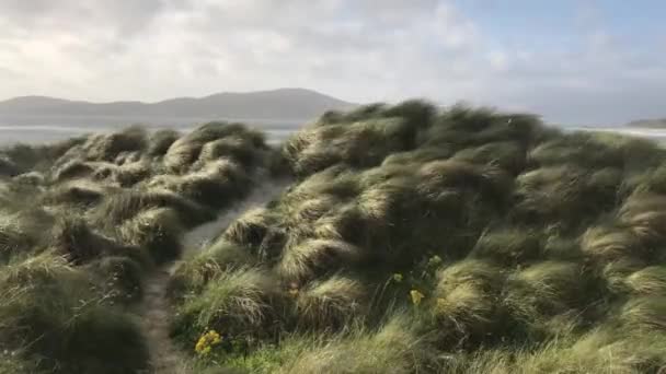 Playa en Luskentyre con hierbas de dunas soplando en primer plano, Isla de Harris, Hébridas Exteriores, Escocia — Vídeo de stock