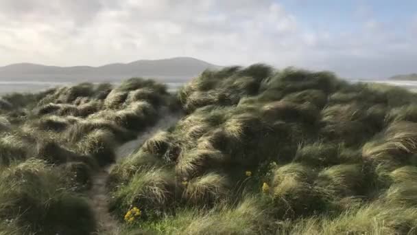 Strand bij Luskentyre met duingrassen op de voorgrond, Isle of Harris, Outer Hebrides, Schotland — Stockvideo