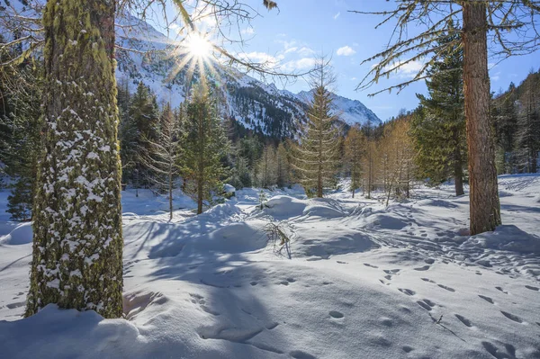 Pemandangan bersalju dengan sungai Roseg dan hutan larch, lembah Roseg, Pontresina, kanton Grisons, Engadin, Swiss — Stok Foto