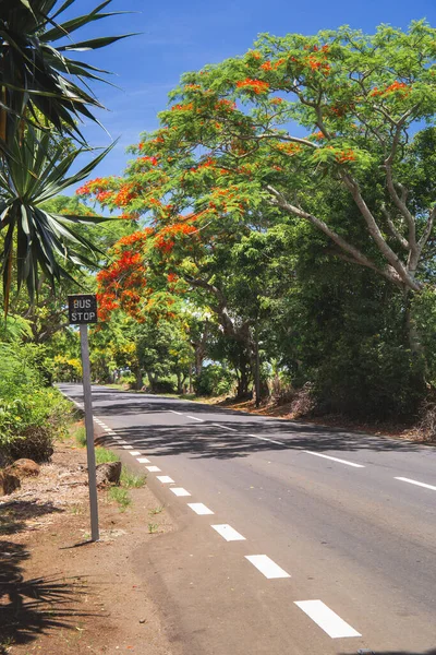 Mauritius road with beautiful exotic tree with red flowers Flamboyant, Africa — Stock Photo, Image