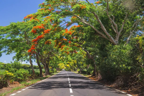 Estrada Maurícia com bela árvore exótica com flores vermelhas Flamboyant, África — Fotografia de Stock