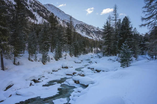 Paisaje nevado con el río Roseg y un bosque de alerce, valle de Roseg, Pontresina, cantón de los Grisones, Engadin, Suiza — Foto de Stock