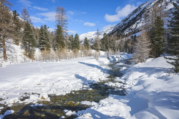 Paysage enneigé avec rivière Roseg et forêt de mélèzes, vallée de Roseg, Pontresina, canton des Grisons, Engadin, Suisse — Photo