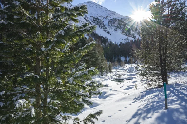 Paisaje nevado con el río Roseg y un bosque de alerce, valle de Roseg, Pontresina, cantón de los Grisones, Engadin, Suiza — Foto de Stock