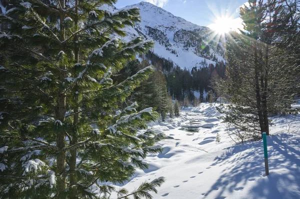 Paysage enneigé avec rivière Roseg et forêt de mélèzes, vallée de Roseg, Pontresina, canton des Grisons, Engadin, Suisse — Photo