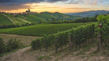 Alba, Langhe, Piedmont, İtalya yakınlarındaki üzüm bağları.