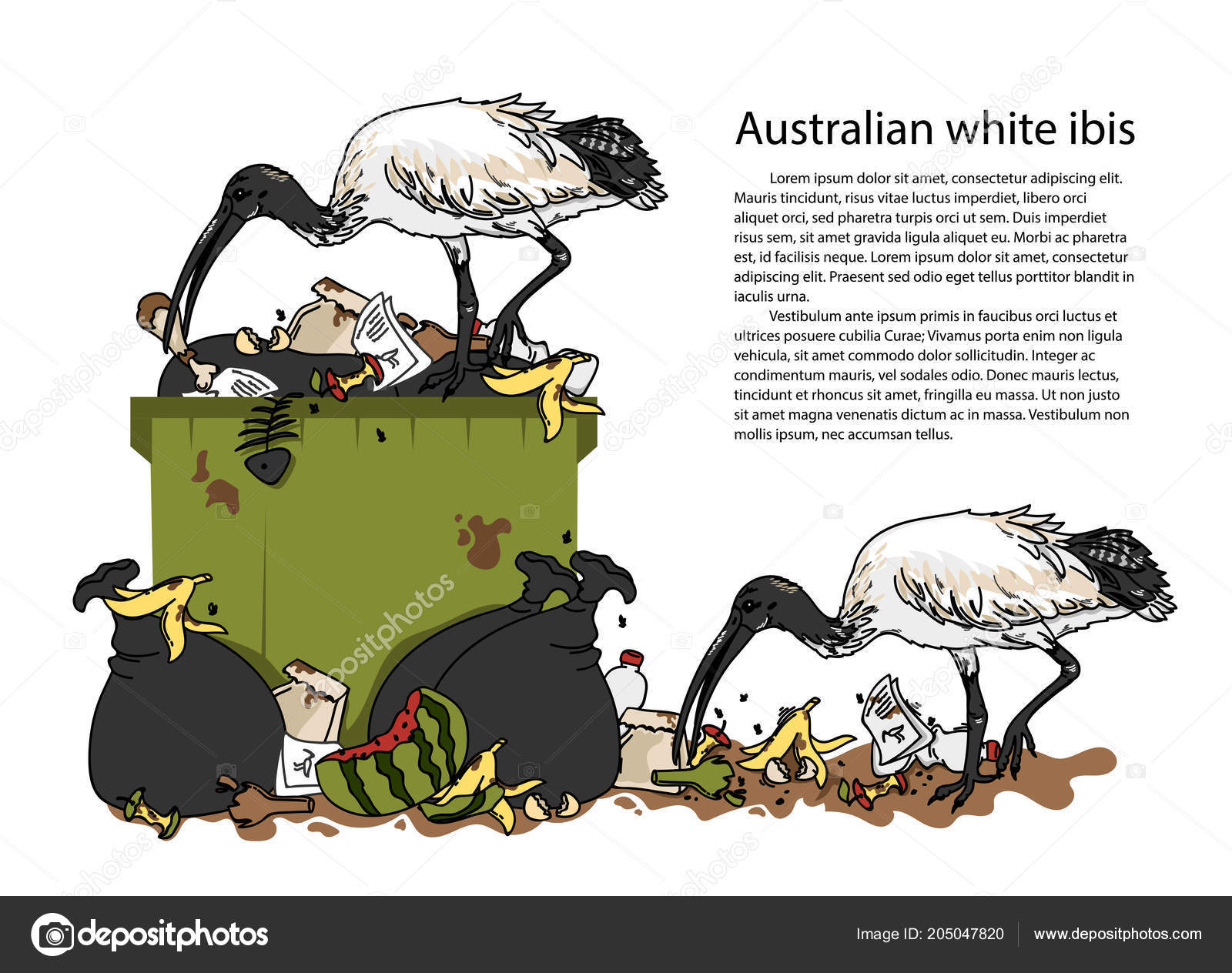 Oversætte egoisme hjørne Australian White Ibis Natural Illustration Bird Eats Garbage Survive  Traditional Stock Vector Image by ©innaqween@yandex.ru #205047820