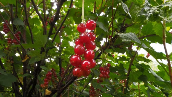 Framboesa Baga Jardim Vermelho — Fotografia de Stock