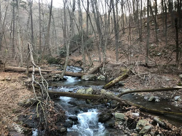 Ein Fluss Fließt Wald — Stockfoto