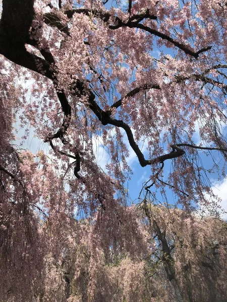 Cherry Blossom Tree Spring Time — Stock Photo, Image