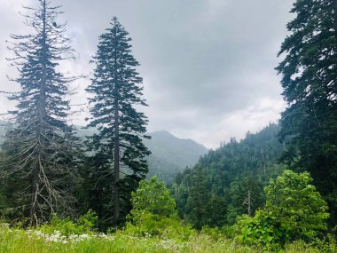 Dumanlı dağlar, ağaçlar.